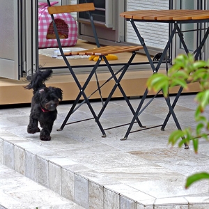 お庭を駆け抜ける子犬
